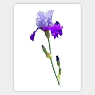 Iris Sticker